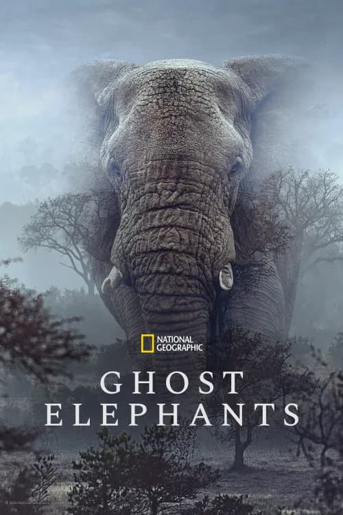 Ghost Elephants
